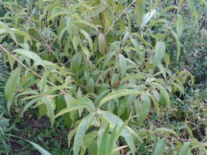 桃树穿孔病如何使用代森锰锌进行有效防治？