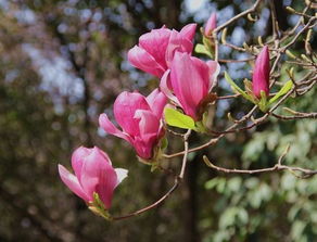 紫玉兰树开花的样子，美得让人心醉