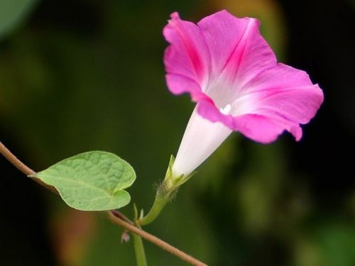 牵牛花芽初露尖尖角，你知道它长什么样吗