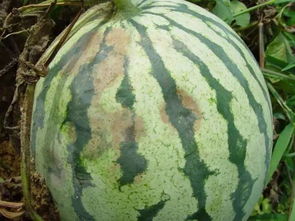 病毒来袭， 西瓜怎么啦