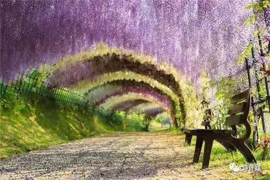 紫藤花象征着生命的坚韧与自由之舞