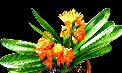 矿泉水浇君子兰，养护秘诀大公开！