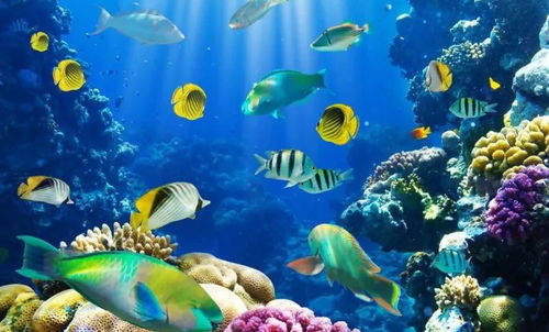 金乌贼落户天津滨海新区，探索海洋生物养殖新模式