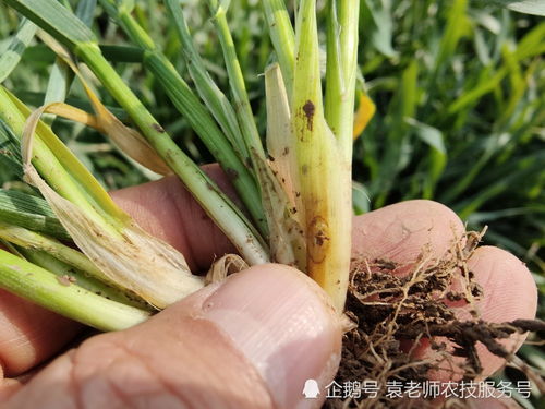 代森锰锌杀菌剂能防治哪些作物上的病害？