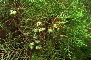 麦冬Zuo地被覆盖