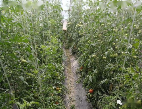 拿种玉米来比划比划：