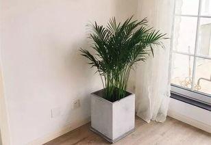 客厅养这几种花，才能旺宅又招财