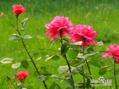 月季种植前的准备