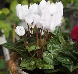 “新手养花指南：室内花卉种植推荐”