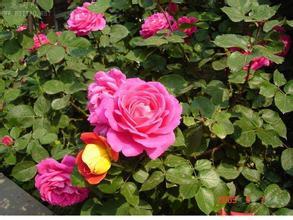 月季花的种植要点