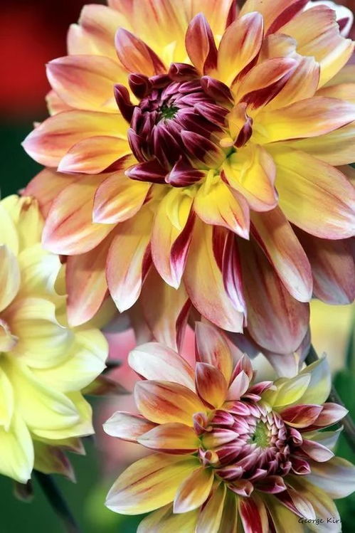 “花中甜蜜，养眼又养生！”