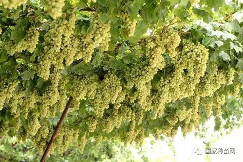 柏树品种大揭秘：侧柏、 圆柏、刺柏...