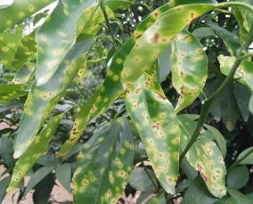 90%以上的防治效果，真的可信吗？