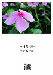 请问有哪些花朵的花语适合用来表达歉意