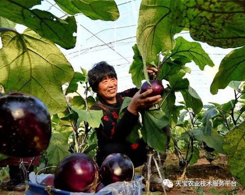 莲子如何种植？需要选择合适的土壤和季节吗