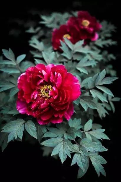 元旦牡丹花开的秘密：提前准备， 精心呵护