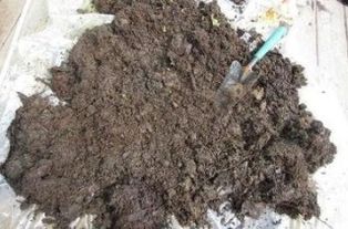 松树皮种花前如何消毒？