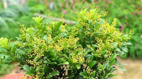 米兰花繁殖方法多样，掌握要点轻松培育美丽米兰花