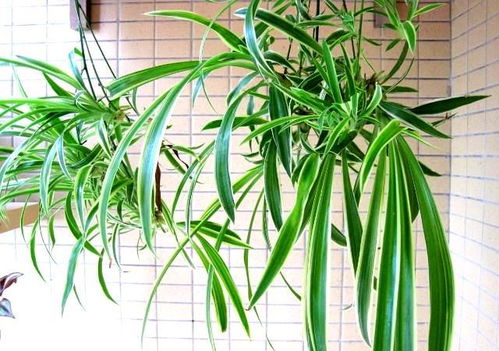 吊兰与甲醛净化效率