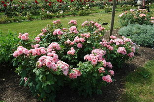 法兰西月季：一朵花的传奇故事