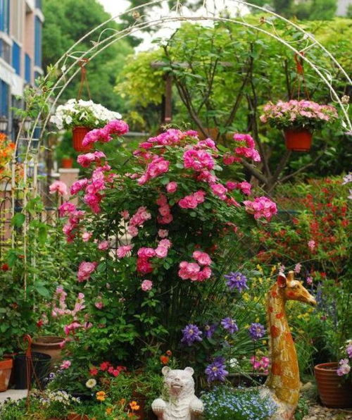 庭院之美：夏日里矮花耐热的秘密花园