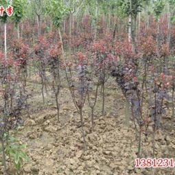 五公分紫叶李的价格大揭秘