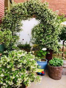 打造全年花园， 这些植物不嫩少