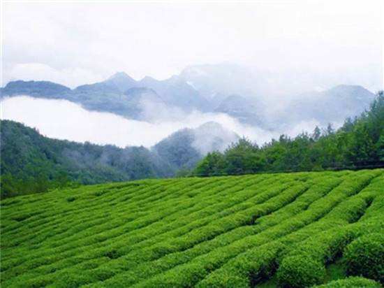 麻城市五脑山600亩油茶采穗圃通过省级良种评审，助力茶叶产业升级