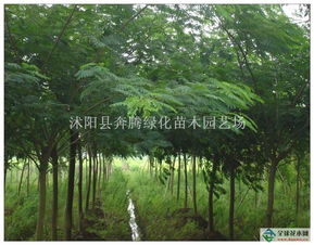 合欢树苗木价格和合欢树树苗价格有区别吗？