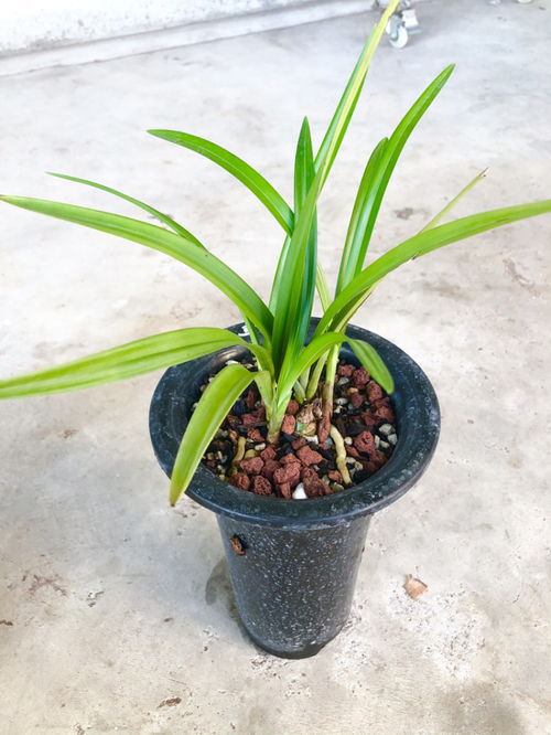植料拌合， 防范性消毒