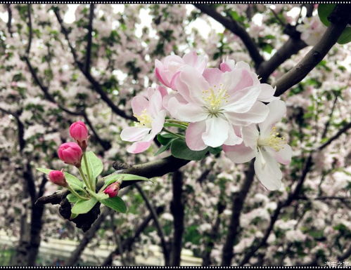 海棠树与盆栽海棠，区别在哪里？