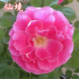 仙境：亮粉色， 适应性超强