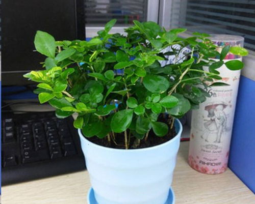 换盆后的遮阴浇水