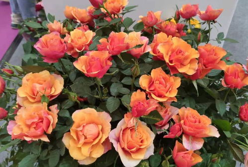 花苞长出来后如何让它们一边绽放呢？