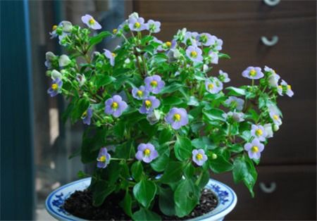 紫芳草栽培方法中，如何避免紫芳草在生长过程中出现病虫害