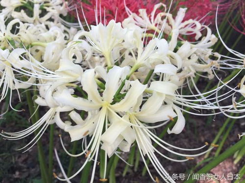 曼珠沙华在哪个季节种植最适宜？