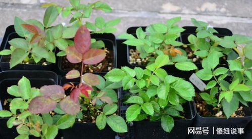 黄豆肥水适宜浇灌喜氮花卉