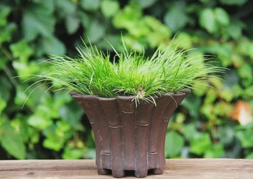 多菌灵的使用技巧分享，别kan走眼了！