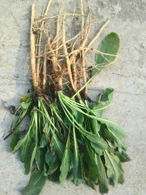 板蓝根除草农药成分揭秘