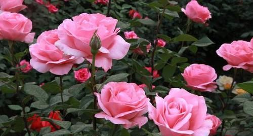 女主角为何要离开那个小镇？