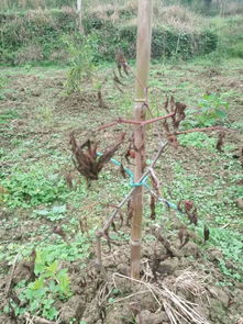 防治措施：多种方法综合施治