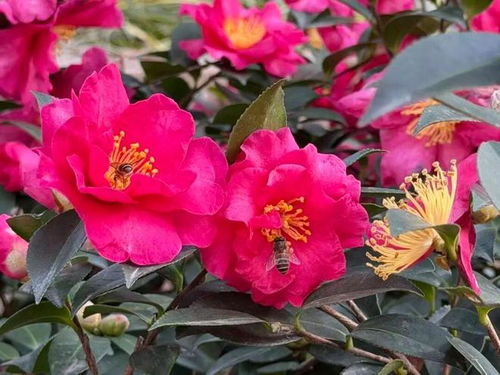 茶花与茶梅的品种差异