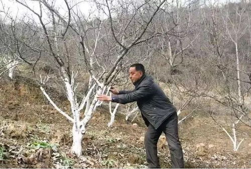 米兰修剪法是一种针对葡萄树的修剪技术