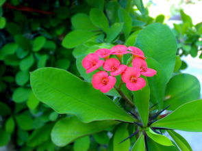 刺的密度和长度