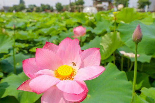 6. 荷花：夏日池塘的美丽风景