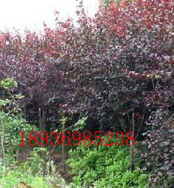 红叶李苗的价格