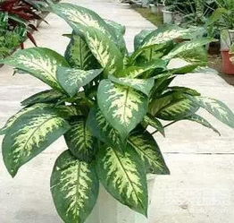 养护好的话， 嫩活十来年