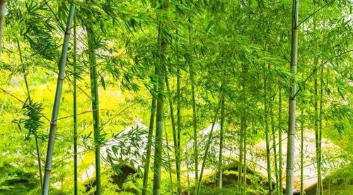 绿竹如何养护才能让叶子不泛黄？