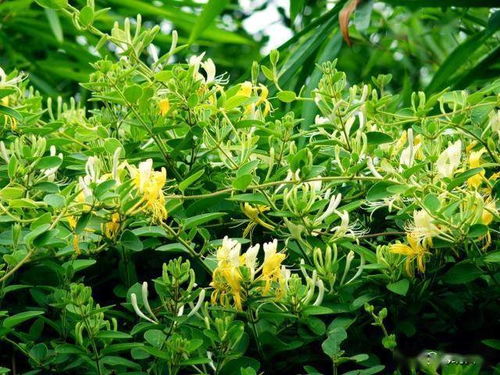 旱半夏种植指南：亩效益高，前景极佳