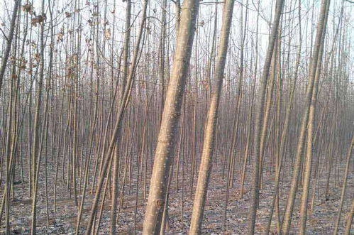 速生杨进入休眠期的有利时机